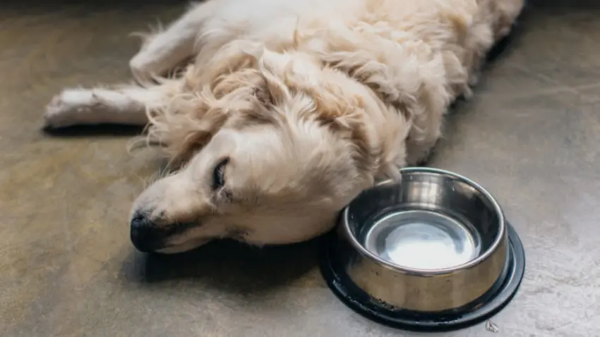 Why does my dog sleep with his food bowl