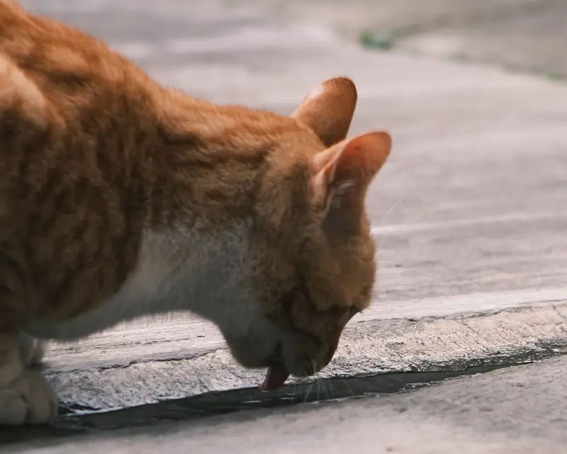 Why is my cat licking the floor