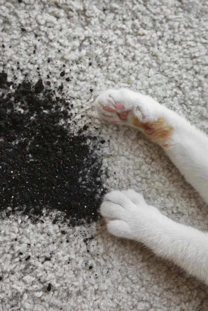 Does kitty litter stain carpets