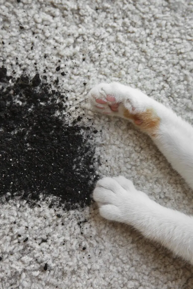 How To Get Cat Litter Out Of Carpet 4 Easy Steps