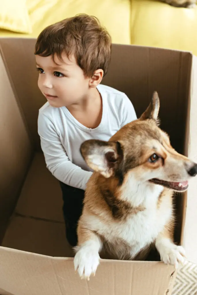 Suppose dogs are already familiar to children while still puppies, they won't bite as they grow old
