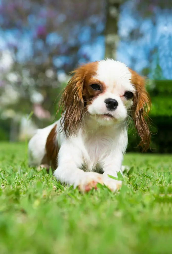 Can CBD help dogs with diarrhea