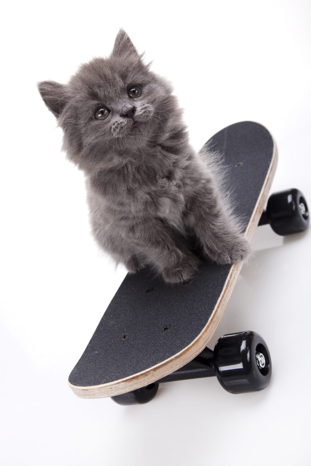 Why Is My Cat Pooping In The Tub? 6 Reasons To Watch Out For