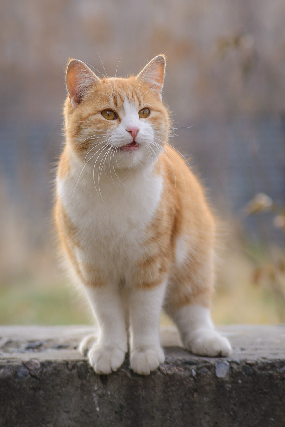 How To Get Cat Litter Out Of Carpet 4 Easy Steps