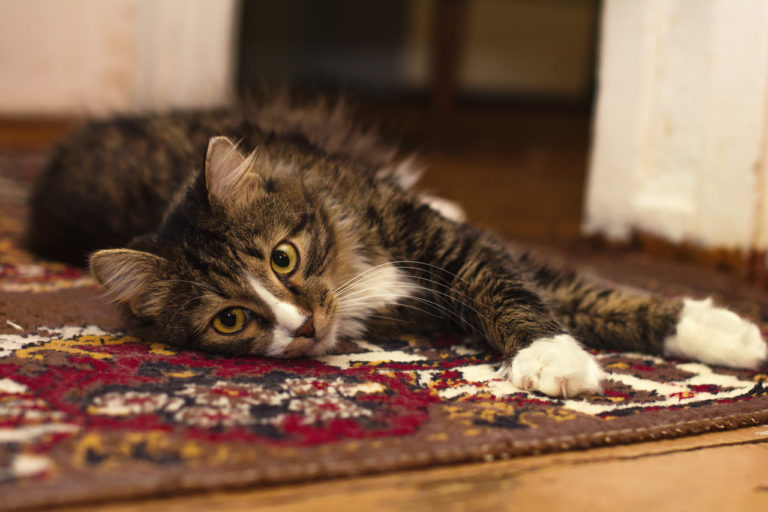 How To Get Cat Litter Out Of Carpet: 4 Easy Steps