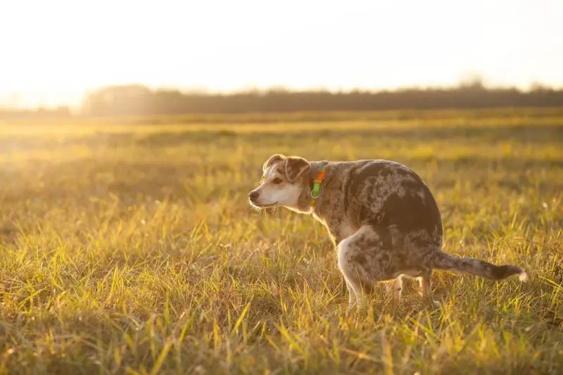 can cbd help dogs with diarrhea