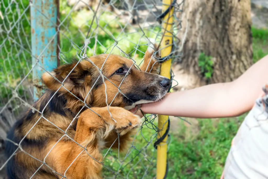 dog bite through fence liability