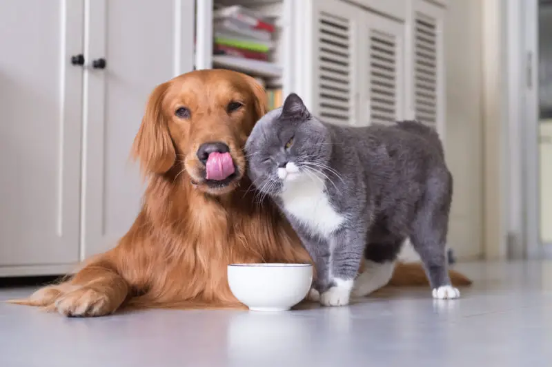what does it mean when a dog licks a cat
