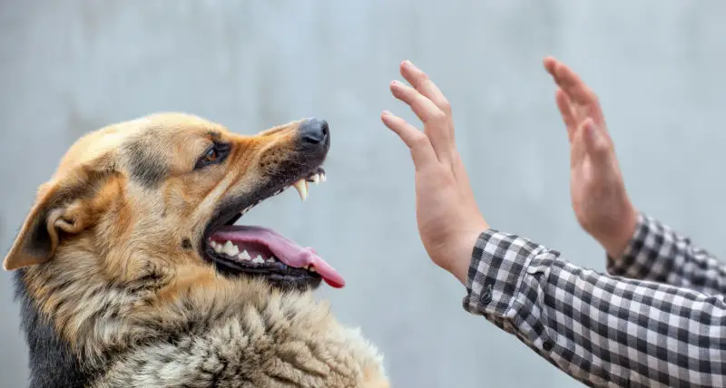 What is "Dog Fright" and Liability for Yappy Injuries