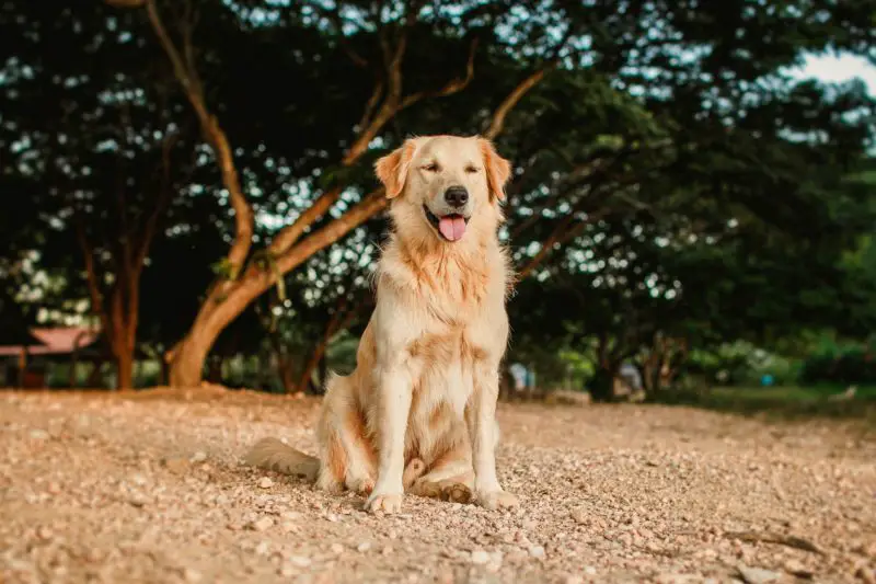 Dog Licking Penis