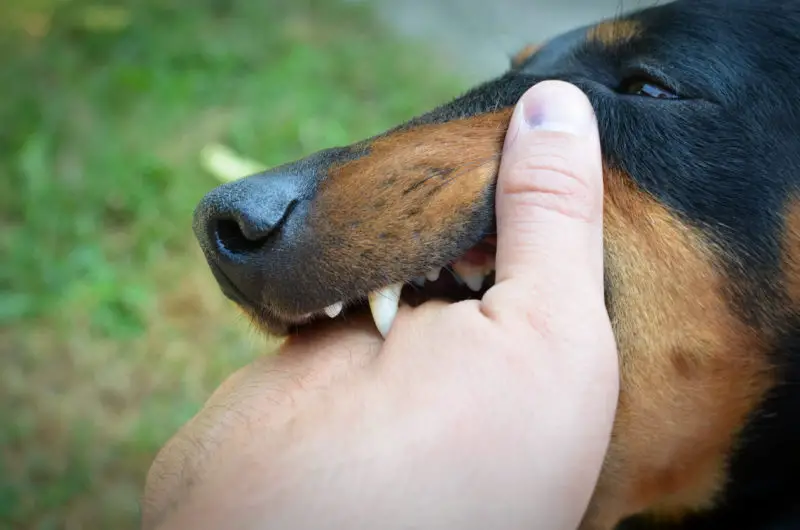 homeowner association liability for dog bite