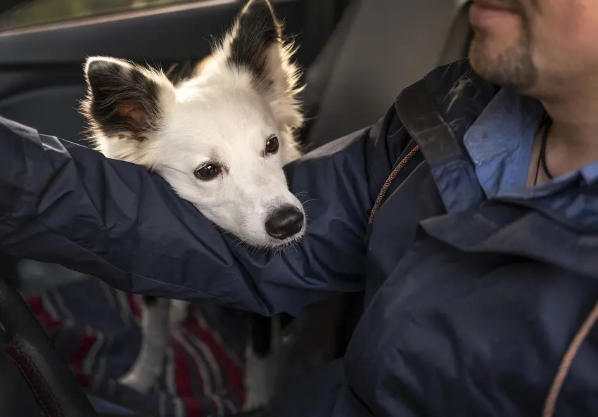 how to help a car sick dog