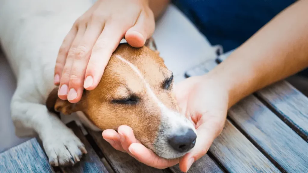 how to help a dog with seizures