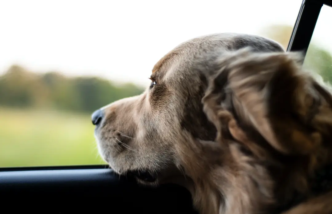 how to help dogs with car sickness