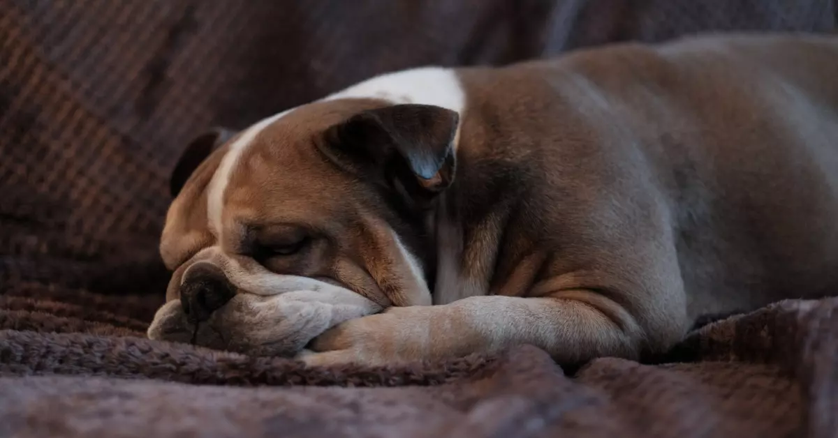 how to make a dog stop snoring