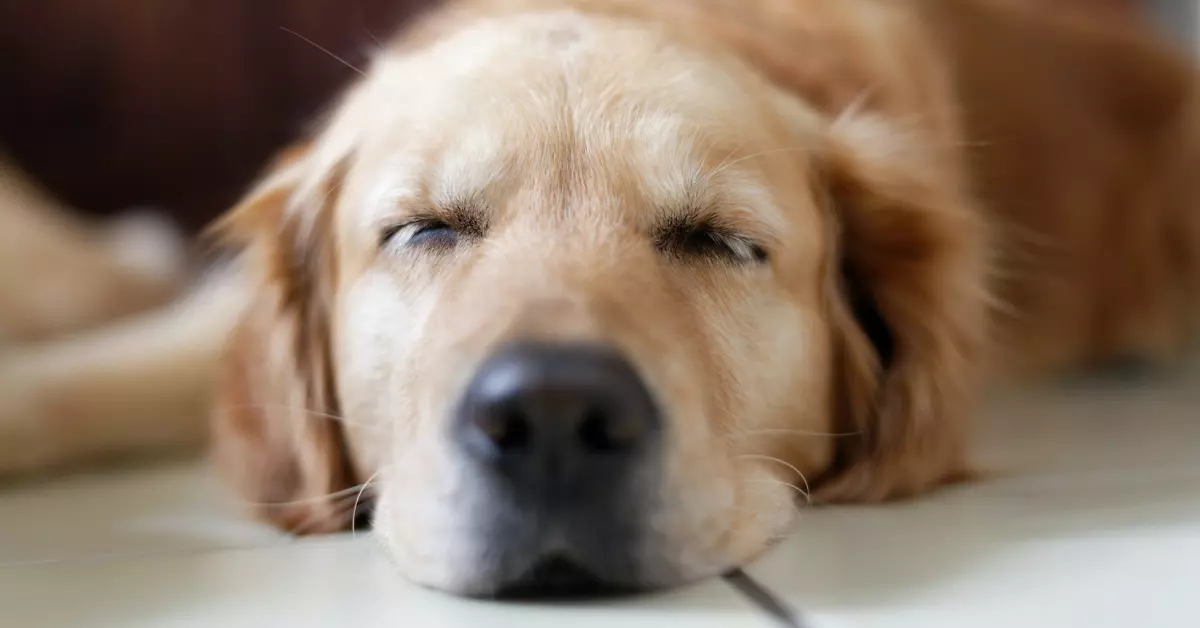 how to send a dog to sleep