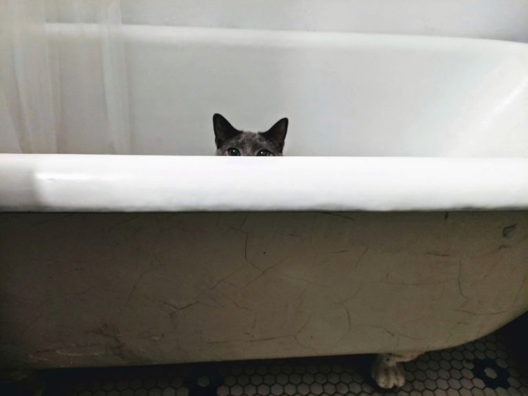 Why Is My Cat Pooping In The Tub? 6 Reasons To Watch Out For