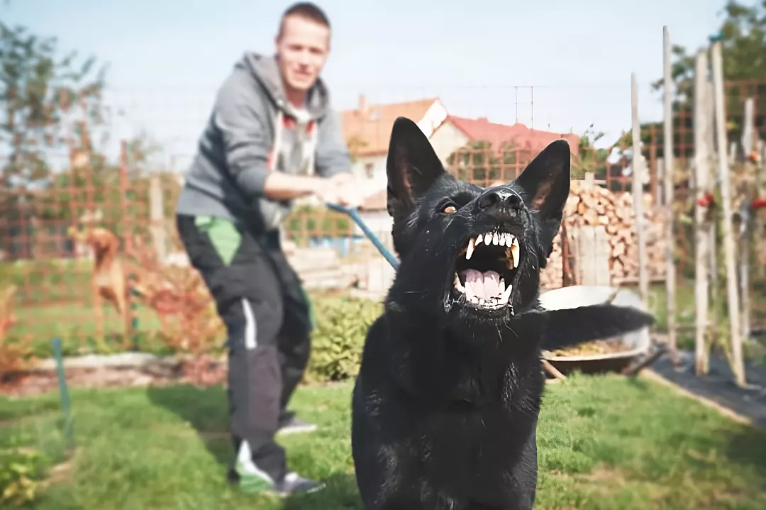 landlord dog bite liability