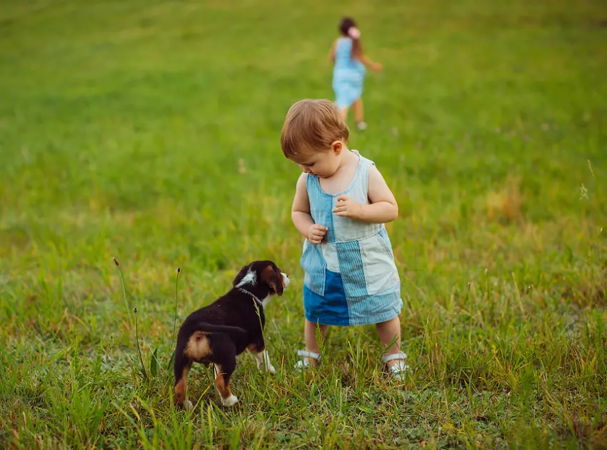 Dog Bites Child: Provoked vs Unprovoked Dog Bite - PetCosset