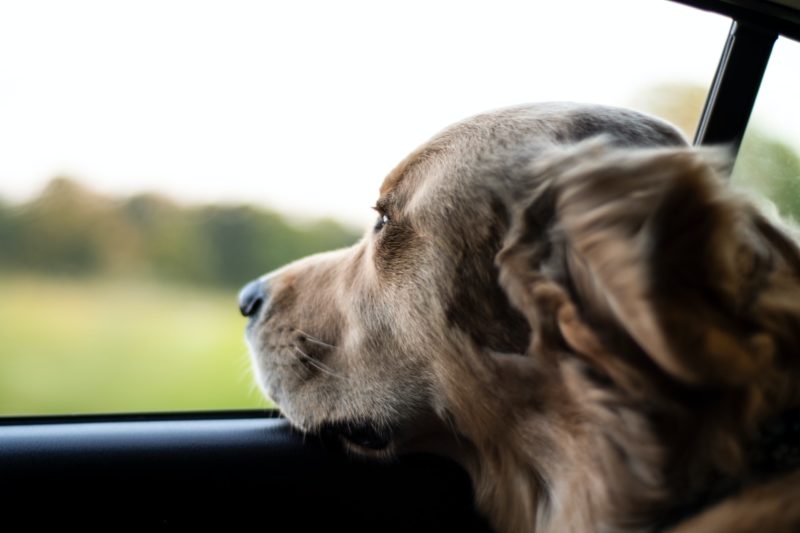 car-sickness-in-dogs-why-it-happens-and-how-to-help