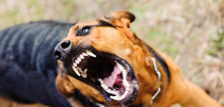 Can Injuries From Dog Barks Result In Owner Liability