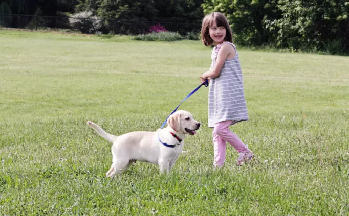 Dog Bites Child: Provoked vs Unprovoked Dog Bite - PetCosset