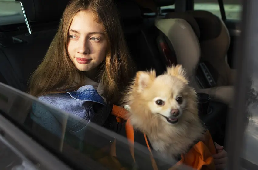 travel with puppy in car