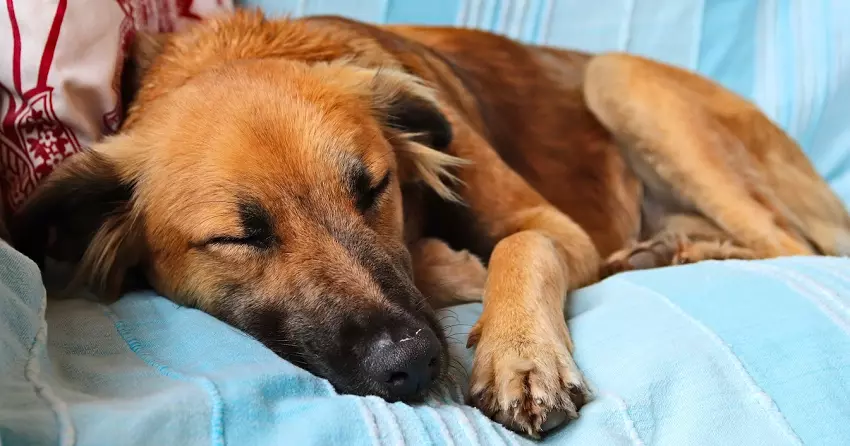 What causes a dog to snore