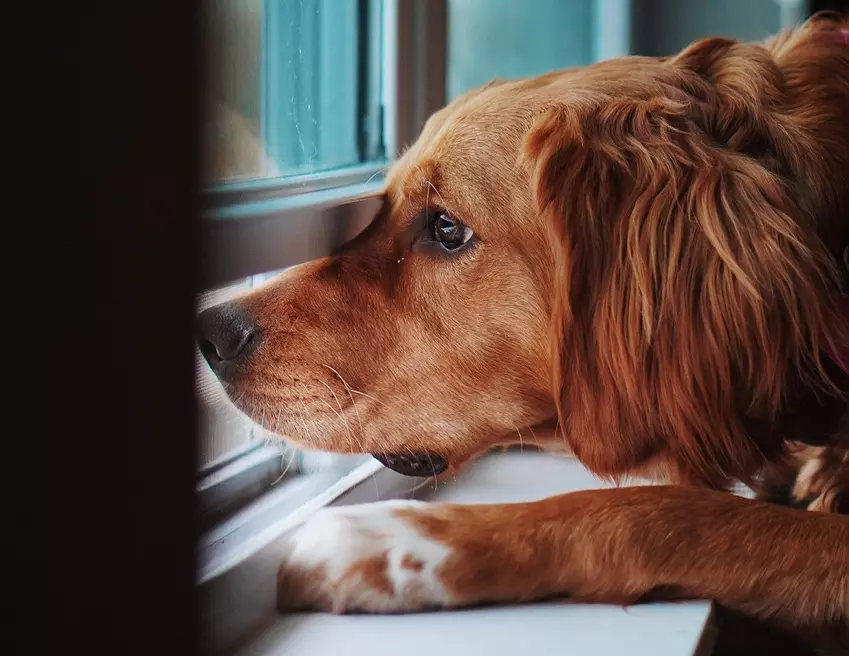 What Causes Anxiety in Dogs