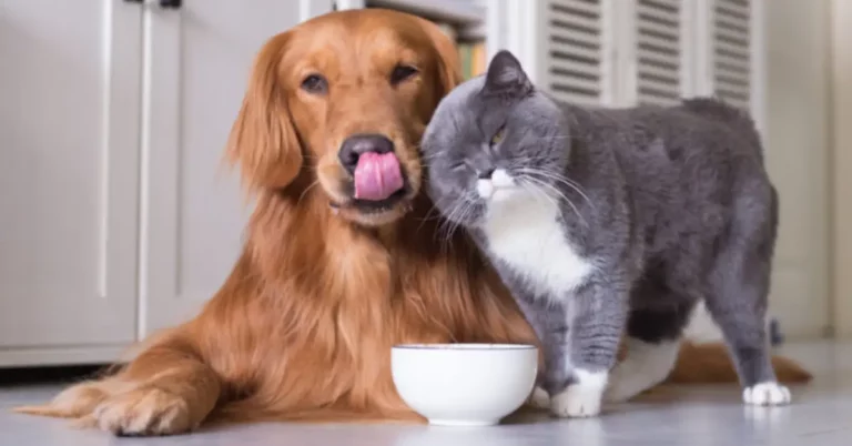 What Does It Mean When A Dog Licks A Cat? 5 Adorable Explanations