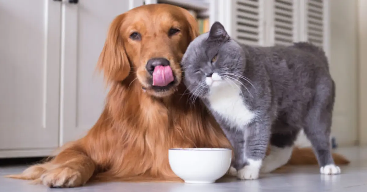 what does it mean when a dog licks a cat