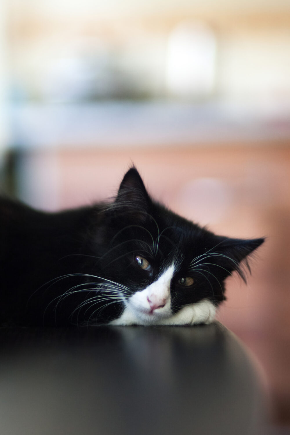 7 Main Reasons Why Does My Cat Shake His Head PetCosset