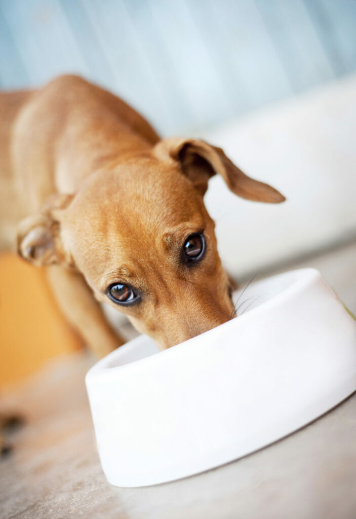 What To Do If Your Dog Eats Gum? 3 Things To Do