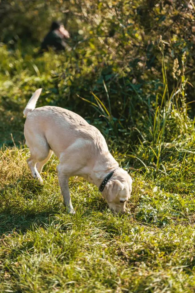 Why Does My Dog Smell Like Maple Syrup? 3 Possible Causes