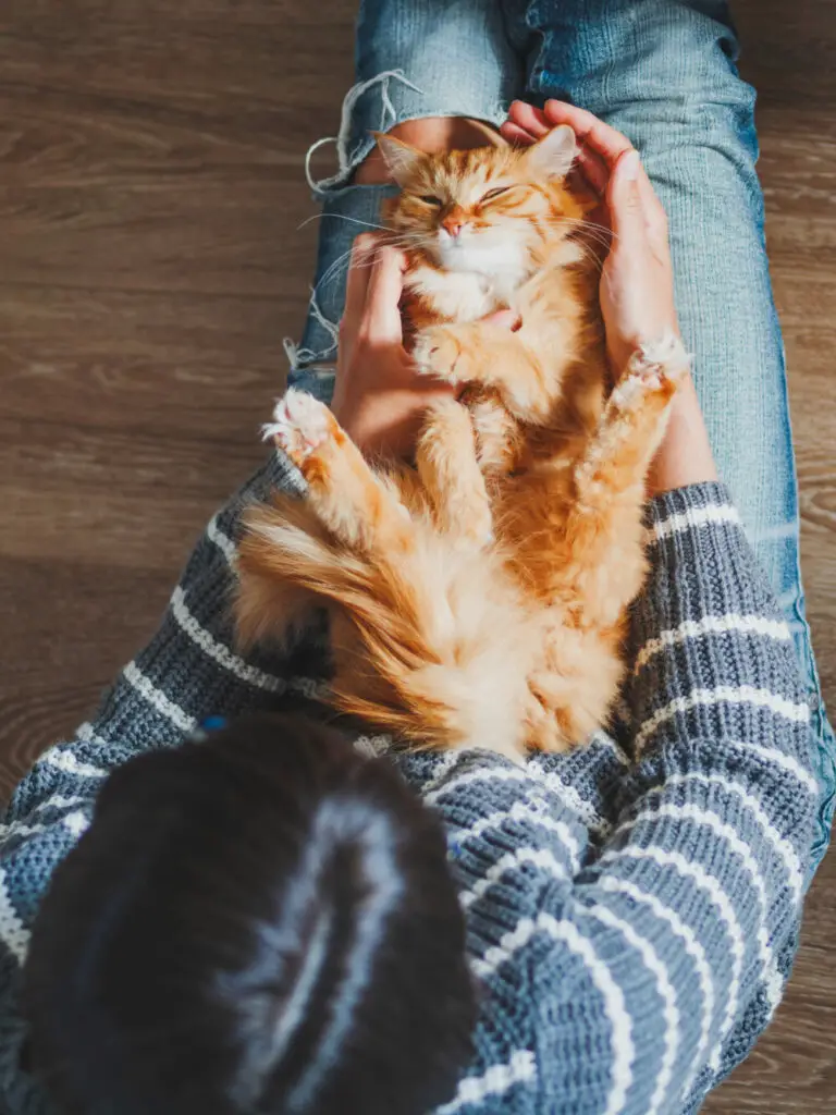 Why Do Cats Hate Belly Rubs