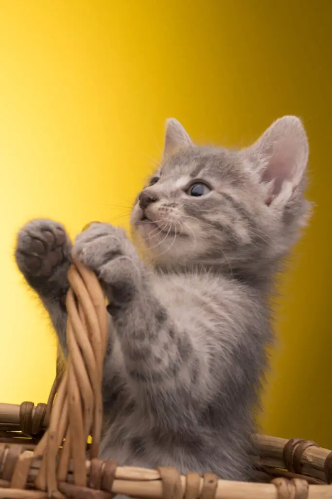 why is my cat playing with his poop