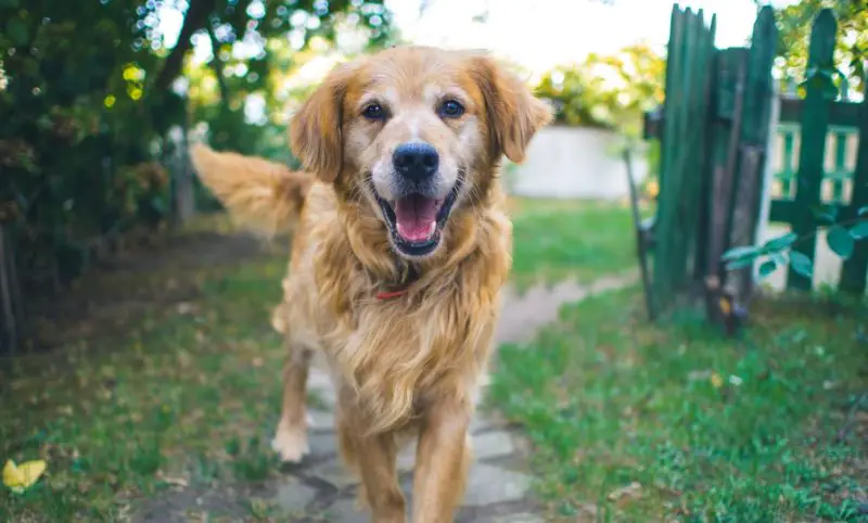 Which Is Better Wired Or Wireless Dog Fence? A Quick Comparison - PetCosset