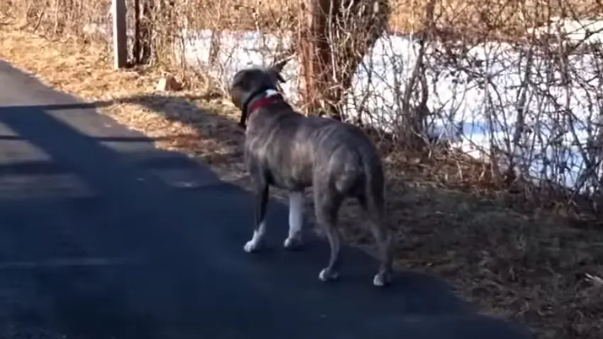 can a dog run through an invisible fence