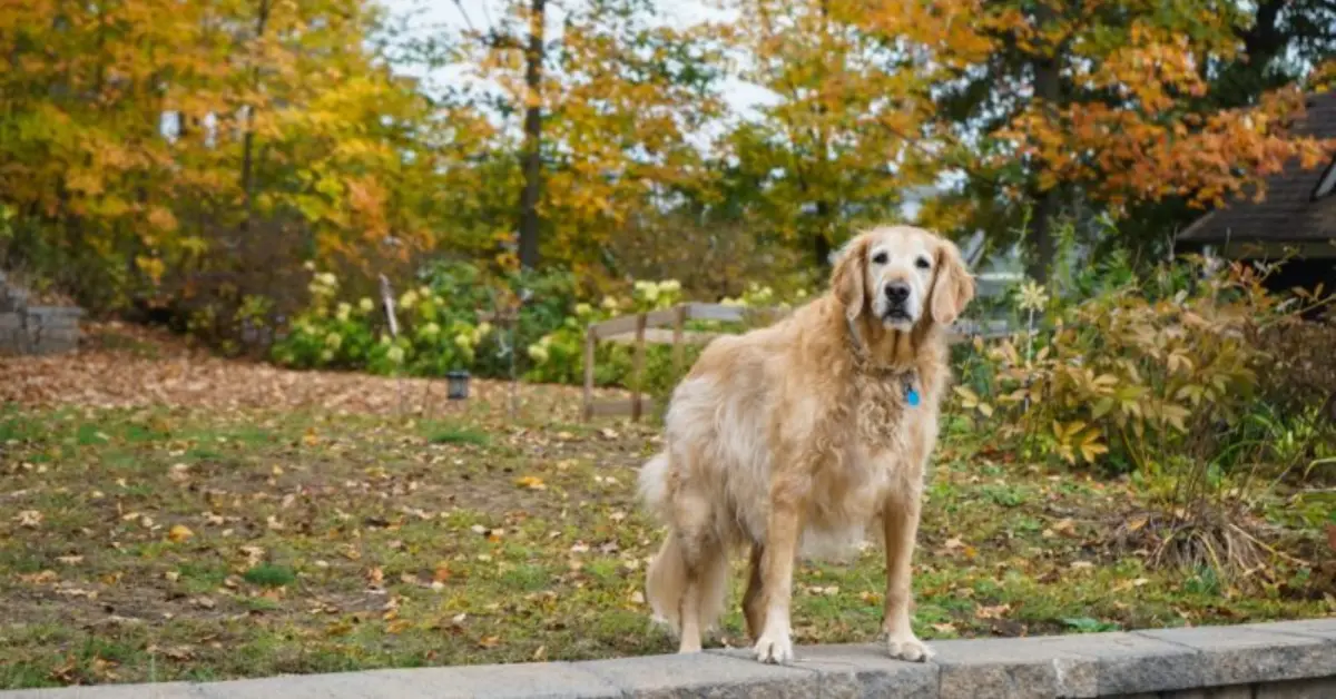 do wireless dog fences really work