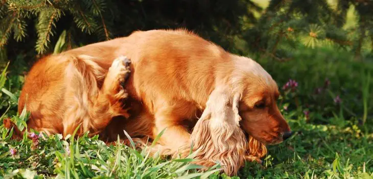 how-to-get-rid-of-fleas-on-a-pregnant-dog-7-safe-tips