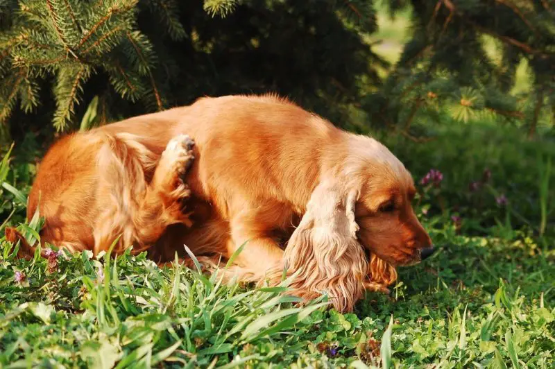 how to get rid of fleas on a pregnant dog