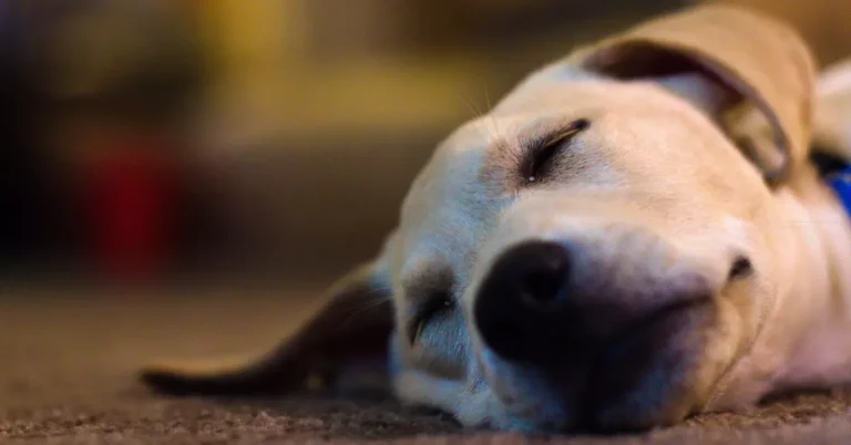 How To Get Your Dog To Sleep Through The Night