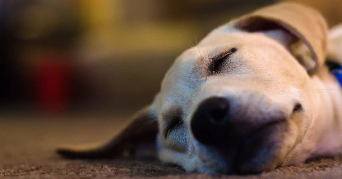 dog breathing fast when sleeping