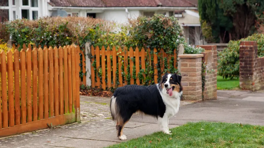 How can I keep my dog in the yard without a fence