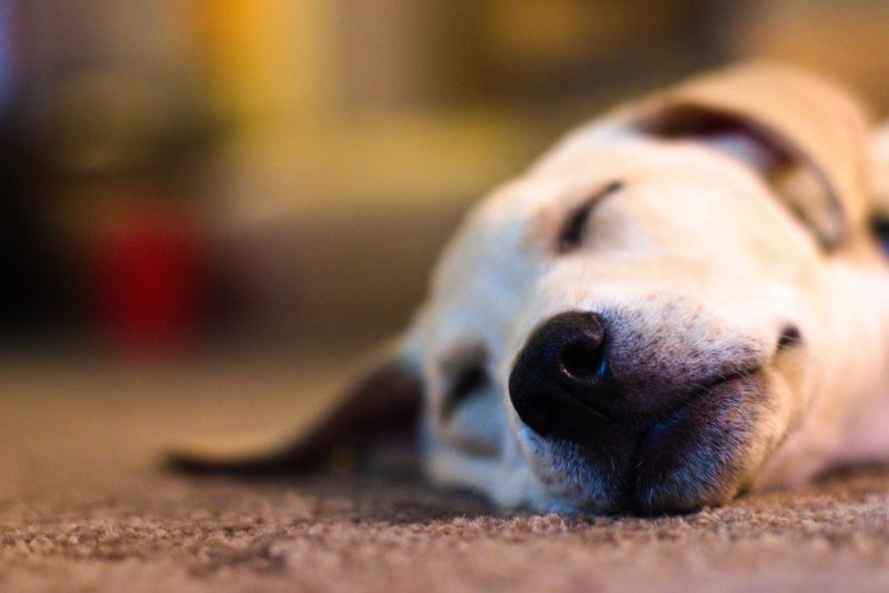Dog Breathing Fast When Sleeping, Should I Worry?