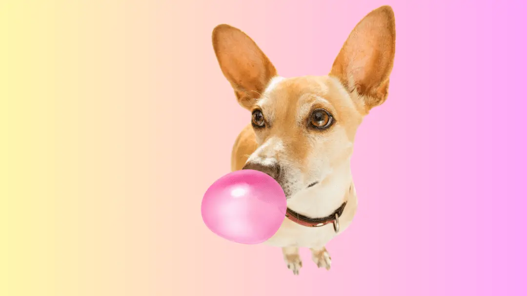 what to do if your dog eats gum