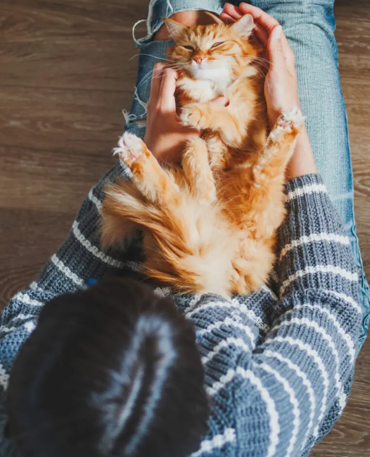 Why Do Cats Hate Belly Rubs