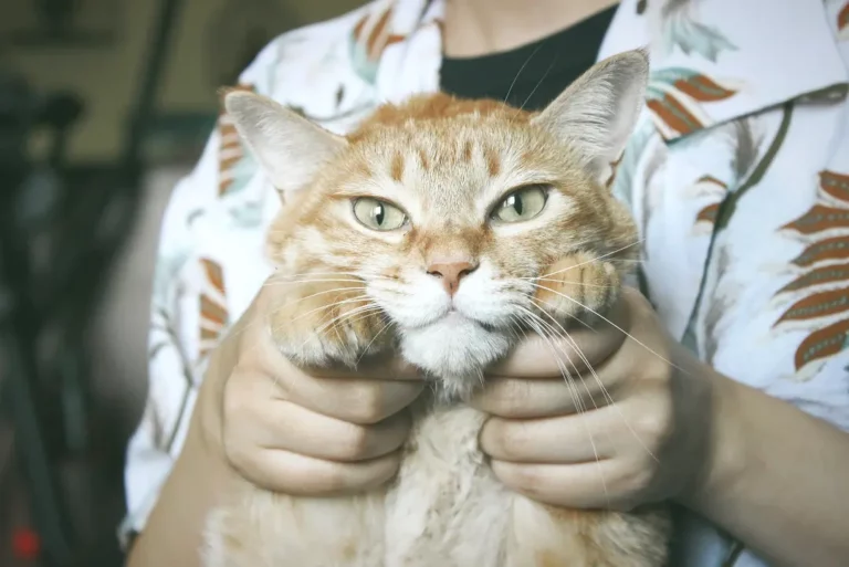 Why Does My Cat Hate Being Held? 6 Reasons to Remember