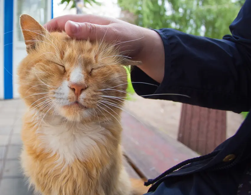 Why does my cat shake his head when I touch his ears