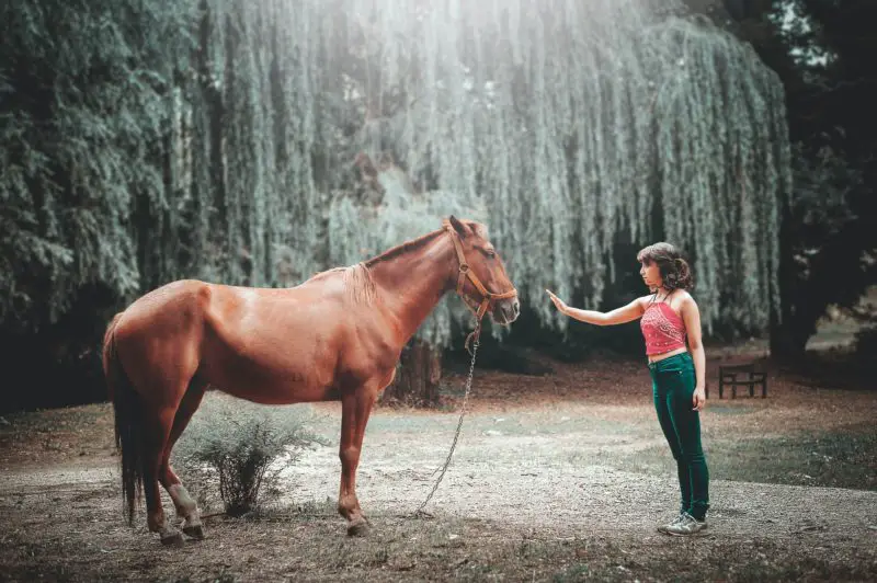 How to Bond with a Horse